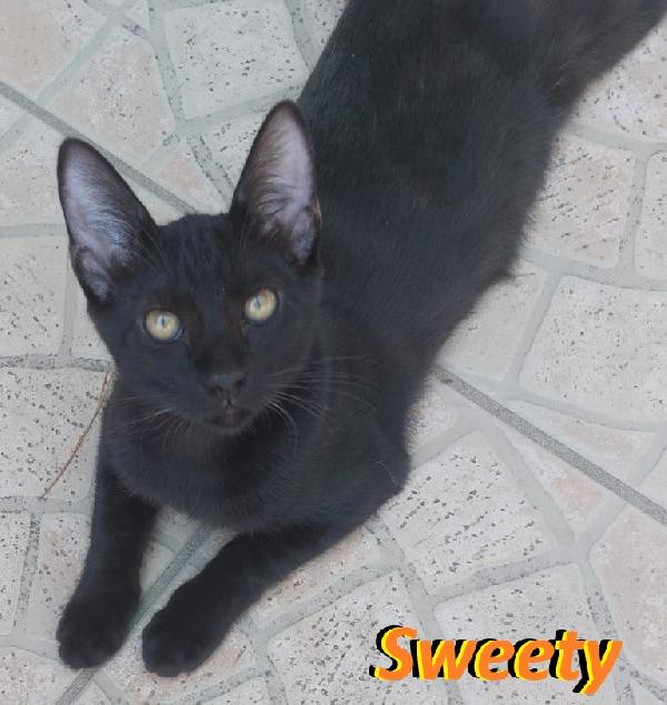 Sweety alla riscossa! Foto 3